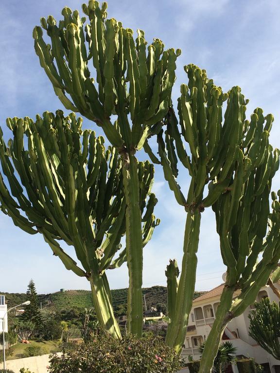 Residentie Montesol Daire Torrox Dış mekan fotoğraf